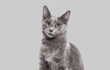 Adorable grey kitten posing on a seamless grey background