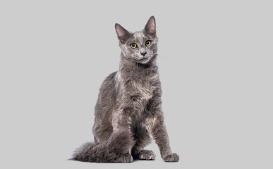 Adorable nebelung cat sitting and posing on gray background