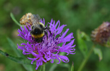 a little bumblebee on Purple Flower close up