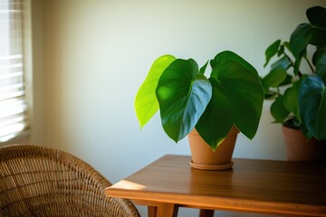 Lush green plant sits on wooden table, basking in soft natural l