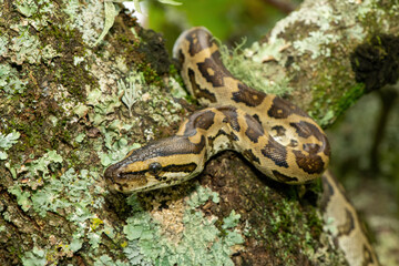 A gorgeous southern African python (Python natalensis) in a tree, in the wild