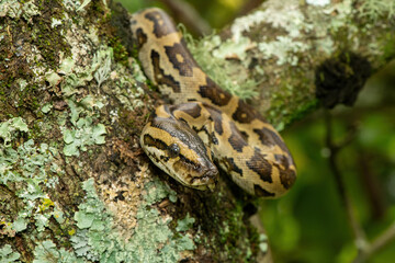 A gorgeous southern African python (Python natalensis) in a tree, in the wild