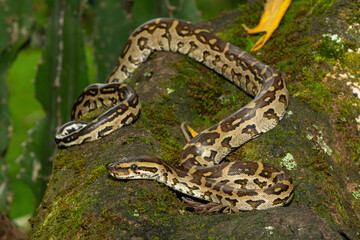 A beautiful southern African python (Python natalensis) in the wild