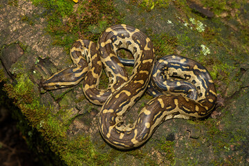 A beautiful southern African python (Python natalensis) in the wild