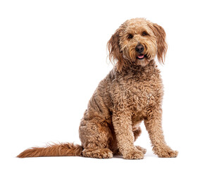 Adorable goldendoodle puppy sitting and panting on white background