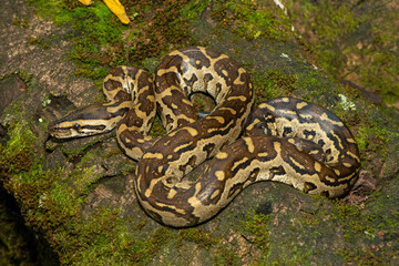 A beautiful southern African python (Python natalensis) in the wild