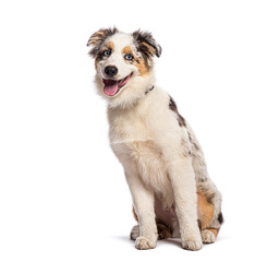 Adorable american shepherd puppy sitting and panting on white background