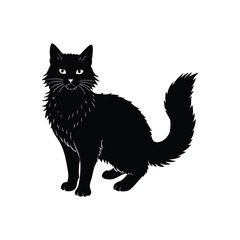 black cat on white background