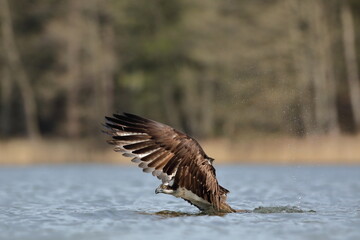 Rybołów (Pandion haliaetus), osprey © Bartosz Rakoczy