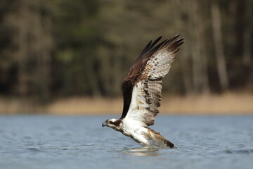 Rybołów (Pandion haliaetus), osprey © Bartosz Rakoczy