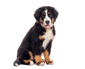 four months old Bernese mountain dog puppy sitting and panting on white background