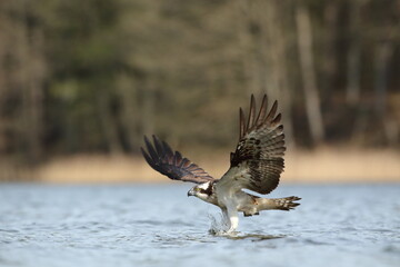 Rybołów (Pandion haliaetus), osprey © Bartosz Rakoczy