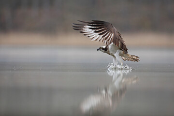 Rybołów (Pandion haliaetus), osprey © Bartosz Rakoczy