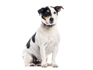 Black and white Jack russell sitting and looking away