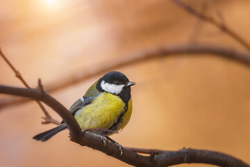 Obraz premium The great tit sitting on tree branch..