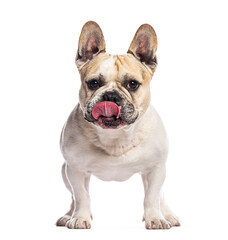 Obraz premium French bulldog licking its nose on white background