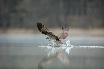 Rybołów (Pandion haliaetus), osprey © Bartosz Rakoczy