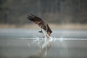 Rybołów (Pandion haliaetus), osprey © Bartosz Rakoczy