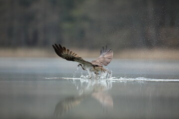 Rybołów (Pandion haliaetus), osprey © Bartosz Rakoczy