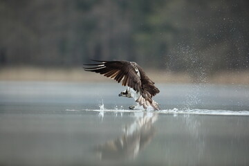 Rybołów (Pandion haliaetus), osprey © Bartosz Rakoczy