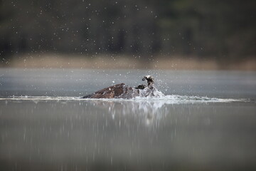 Rybołów (Pandion haliaetus), osprey © Bartosz Rakoczy