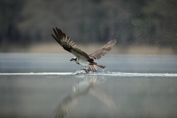Rybołów (Pandion haliaetus), osprey © Bartosz Rakoczy
