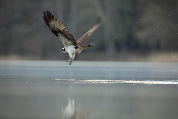 Rybołów (Pandion haliaetus), osprey © Bartosz Rakoczy