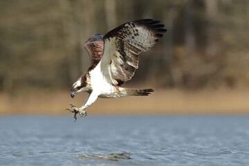 Rybołów (Pandion haliaetus), osprey © Bartosz Rakoczy