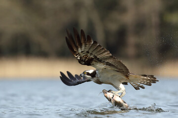 Rybołów (Pandion haliaetus), osprey © Bartosz Rakoczy