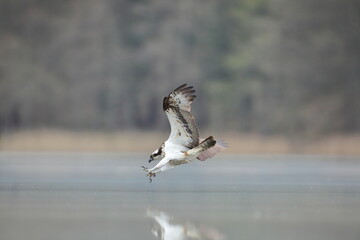 Rybołów (Pandion haliaetus), osprey © Bartosz Rakoczy