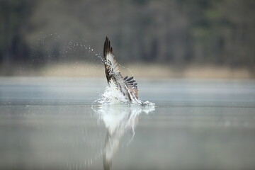 Rybołów (Pandion haliaetus), osprey © Bartosz Rakoczy