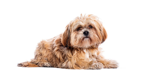Adorable lhasa apso dog lying down on white background