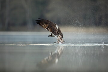 Rybołów (Pandion haliaetus), osprey © Bartosz Rakoczy
