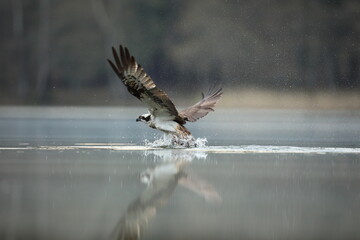 Rybołów (Pandion haliaetus), osprey © Bartosz Rakoczy