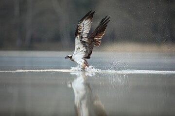 Rybołów (Pandion haliaetus), osprey © Bartosz Rakoczy
