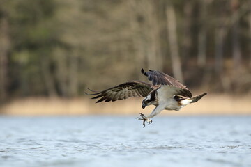 Rybołów (Pandion haliaetus), osprey © Bartosz Rakoczy