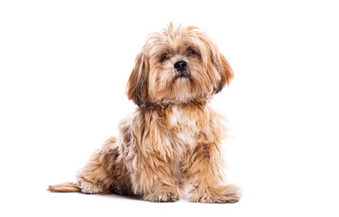 Adorable lhasa apso dog sitting on white background