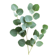 green leaves on white background