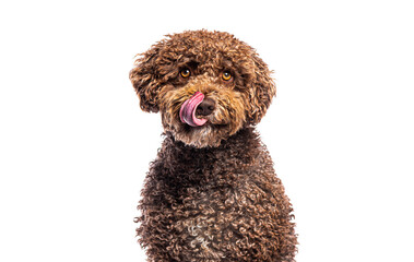 Spanish water dog licking its nose while sitting on white background