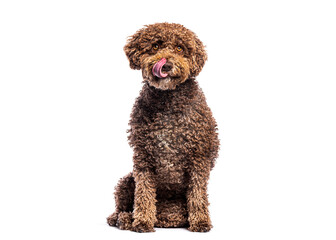 Spanish water dog licking its nose while sitting on white background
