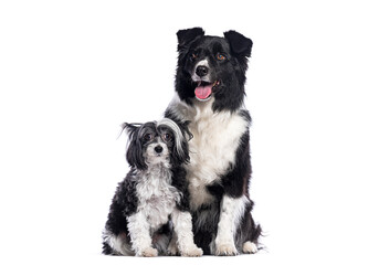 Border collie sitting behind a powderpuff chinese crested dog panting on white background