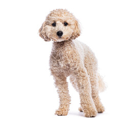 Adorable Poodle puppy standing on white background