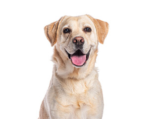 Labrador retriever panting and smiling on white background