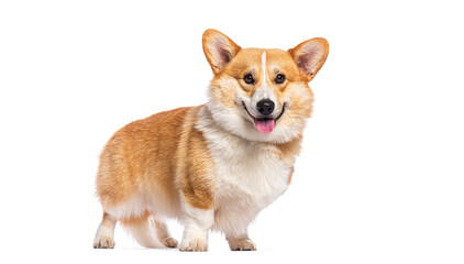 Adorable welsh corgi pembroke standing and panting on white background
