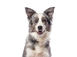Border collie dog posing on white background