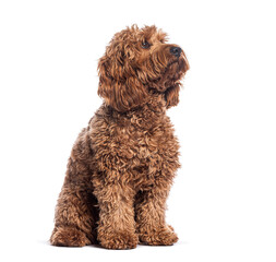 Adorable Crossbreed dog puppy sitting and looking up with curious expression