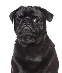 Black pug posing on white background, purebred dog looking adorable
