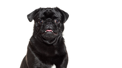 Black pug panting and looking at camera on white background
