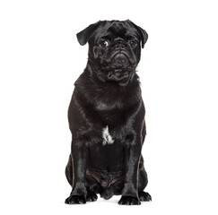 Black pug sitting and looking at the camera on white background