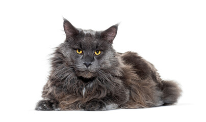 Majestic maine coon cat lying down on white background